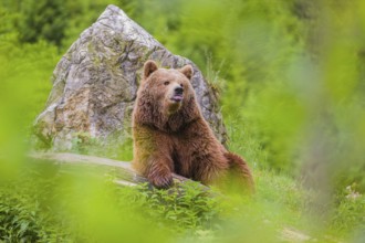 An adult female (Ursus arctos arctos) resting on a hilltop between a rock and a rotting tree