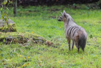 An aardwolf (Proteles cristatus) stands in a green meadow