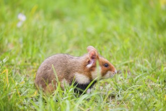 A European hamster (Cricetus cricetus), Eurasian hamster, black-bellied hamster or common hamster,