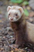 Portrait of a young ferret (Mustela putorius furo)