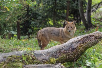 A golden jackal (Canis aureus) stands behind a rotting tree lying on the ground