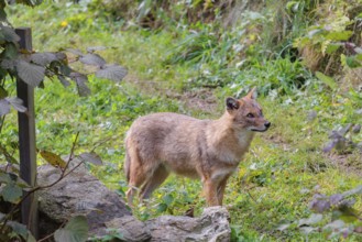 A golden jackal (Canis aureus) stands on a green meadow between bushes and rocks