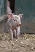 Domestic pig (Sus scrofa domesticus) juvenile baby piglet farm animal in a field outside of a