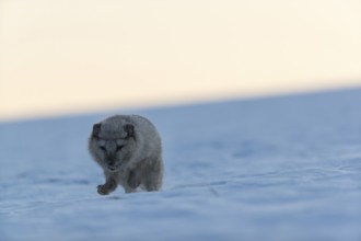 One arctic fox (Vulpes lagopus), (white fox, polar fox, or snow fox) running over a snow covered