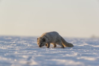 One arctic fox (Vulpes lagopus), (white fox, polar fox, or snow fox) running over a snow covered