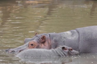 A baby hippopotamus (Hippopotamus amphibius) and its mother swimming in a river