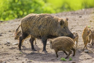 A wild boar (Sus scrofa) with some piglets looking for food in a clearing