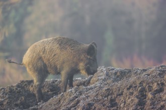 A young wild boar (Sus scrofa) stands in a frozen field in the early morning fog looking for food