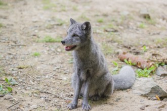 Portrait of a young arctic fox (Vulpes lagopus), (white fox, polar fox, or snow fox) that sits on