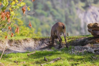 A young male ibex (Capra ibex) stands on a sunny day in hilly terrain on a hilltop next to a fallen