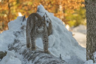 One young male Eurasian lynx, (Lynx lynx), balancing over a snow covered fallen tree in a forest in