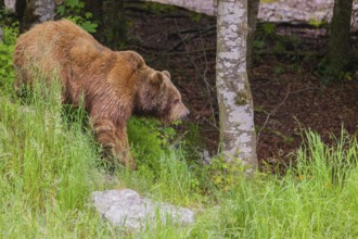 An adult female brown bear (Ursus arctos arctos) stands on a rock at at forest edge on hilly