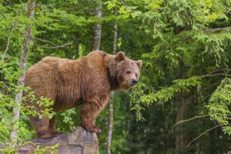 A female eurasian brown bear (Ursus arctos arctos) stands on a log lying at a forest edge