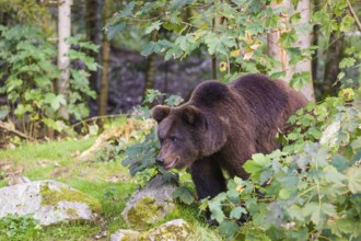 A young male Eurasian brown bear (Ursus arctos arctos) stands on a forest edge behind green