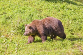 An adult female brown bear (Ursus arctos arctos) crosses a green meadow on a hill