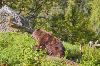 An adult female brown bear (Ursus arctos arctos) crosses a green meadow on a hill