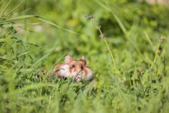 A European hamster (Cricetus cricetus), Eurasian hamster, black-bellied hamster or common hamster,