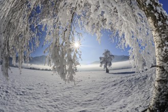 Snow-covered trees, hoarfrost, sun, winter, fisheye, Loisach-Lake Kochel moor, Alpine foothills,