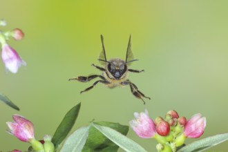 European honey bee (Apis mellifera) bee in flight, between the flowers of the common snowberry