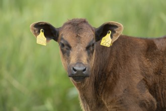 Domestic cattle or cow (Bos taurus) juvenile baby calf farm animal head portrait, England, United