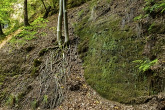 Exposed roots of a tree in the Drachenschlucht, a gorge and geological natural monument and nature