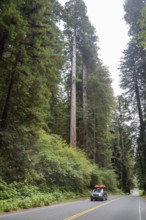 Klamath, California - Redwood trees (Sequoia sempervirens), the tallest trees in the world, in