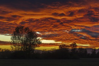 A beautiful sunset with a tree in the background. The sky is filled with clouds and the sun is out.