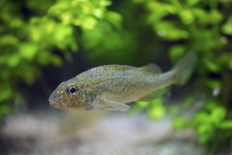 Eurasian ruffe, pope (Gymnocephalus cernua), freshwater fish swimming underwater, native to