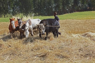 In the highlands of Abyssinia, in the Semien Mountains, Semien Mountains, field work, threshing