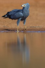 Cave harrier, Polyboroides typus), goshawk family, Morgan Kunda lodge / road to Kat, Jajari, North