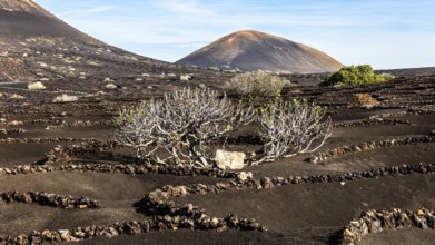 2016, La Geria, Lanzarote, La Geria, ESP, Spain, Canary Islands, Canary Islands, Atlantic Ocean,