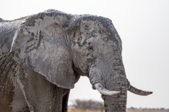 African elephant (Loxodonta africana), animal portrait, African savannah, Nxai Pan National Park,