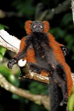 Red ruffed lemur (Varecia rubra), adult, on tree, sunbathing, Madagascar, Africa