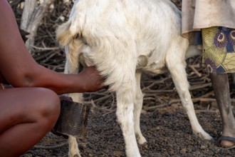 Himba woman milking a goat, traditional Himba village, Kaokoveld, Kunene, Namibia, Africa