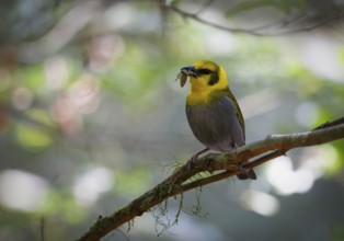 Weaver female, Nelicourvi weaver, (Ploceus nelicourvi) in the rainforests of Mantadia National