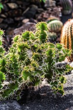 2016, Guatiza, Lanzarote, Jardin de Cactus by Cesar Manrique, ESP, Spain, Canary Islands, Canary