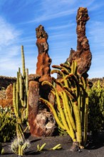 2016, Guatiza, Lanzarote, Jardin de Cactus by Cesar Manrique, ESP, Spain, Canary Islands, Canary