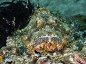 A camouflaged Papuan scorpionfish (Scorpaenopsis papuensis) lying on the seabed, dive site Twin