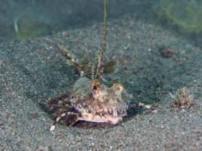 A well camouflaged finger lyrefish, giant lyrefish (Dactylopus dactylopus) lies on a sandy seabed