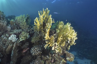 Underwater photo of yellow lattice fire corals (Millepora dichotoma) in a clear blue sea, dive site