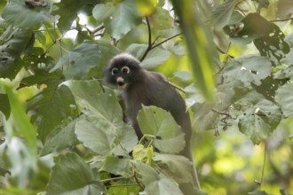 Dusky leaf monkey (Trachypithecus obscurus), Kaeng Krachan National Park, Phetchaburi Province,