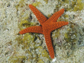 Bright orange-coloured starfish, Indian starfish (Fromia indica), on sandy sea surface, dive site