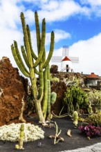 2016, Guatiza, Lanzarote, Jardin de Cactus by Cesar Manrique, ESP, Spain, Canary Islands, Canary