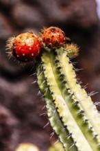 2016, Guatiza, Lanzarote, Jardin de Cactus by Cesar Manrique, ESP, Spain, Canary Islands, Canary