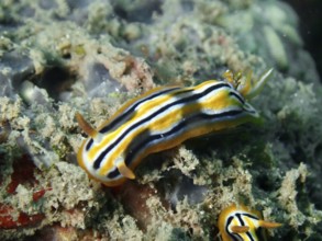 A shiny, striped nudibranch, Coleman's star snail (Chromodoris colemani), in the underwater