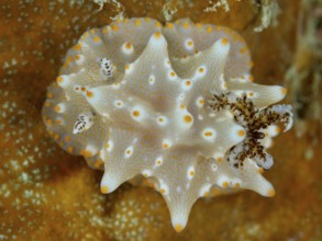 Nudibranch with fine patterns, Batangas Halgerda (Halgerda batangas), on an orange coloured