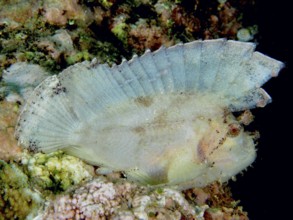 Leaf-like, transparent rocking fish (Taenianotus triacanthus) hiding in the coral reef, dive site