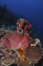 Large Brown tube sponge (Porifera) in a colourful underwater world, dive site SD, Nusa Ceningan,