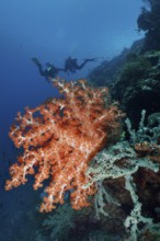 Klunzinger's tree coral (Dendronephthya klunzingeri) in the colourful reef, diver in the