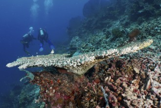 Impressive table coral (Acropora hyacinthus) in the underwater world, diver in the background, dive